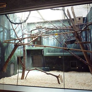 Rare Animal Conservation Center - Pied Tamarin Exhibit