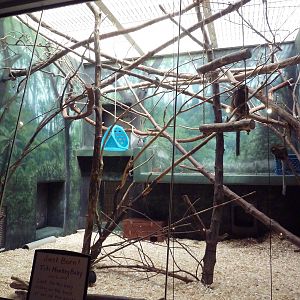 Rare Animal Conservation Center - Titi Monkey Exhibit