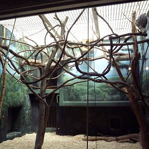 Rare Animal Conservation Center - Prehensile-Tailed Porcupine/Geoffrey's Ma