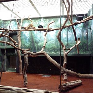 Rare Animal Conservation Center - Blue-Eyed Lemur Exhibit