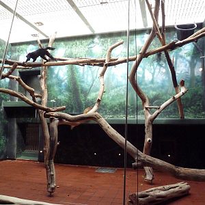 Rare Animal Conservation Center - Blue-Eyed Black Lemur Exhibit