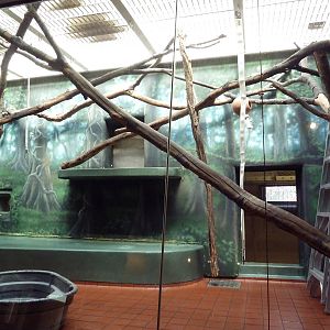 Rare Animal Conservation Center - Red-Capped Mangabey Exhibit