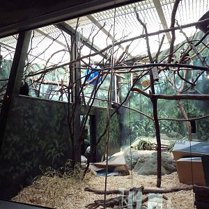 Rare Animal Conservation Center - White-Faced Saki Monkey Exhibit
