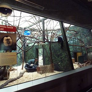 Rare Animal Conservation Center - White-Faced Saki Monkey Exhibit
