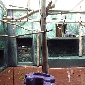 Rare Animal Conservation Center - Douc Langur Exhibit