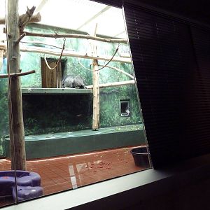 Rare Animal Conservation Center - Douc Langur Exhibit