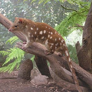 Tiger quoll / Dasyurus maculatus
