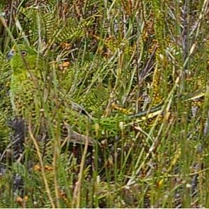 ground parrot (Pezoporus wallicus)