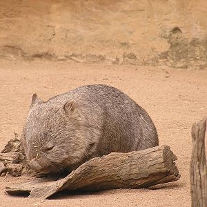 Common wombat/ Vombatus ursinus