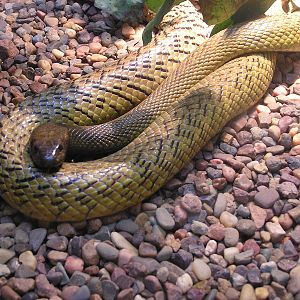 Fierce snake/ Parademansia microlepidota