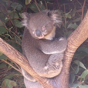 Koala/ Phascolarctos cinereus