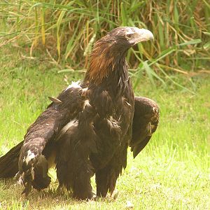 Australian wedge-tailed eagle/ Aquila audax audax