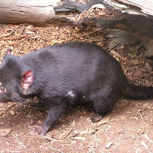 Tasmanian devil/ Sarcophilus harrisii