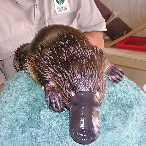 Duck-billed platypus/ Ornithorhynchus anatinus