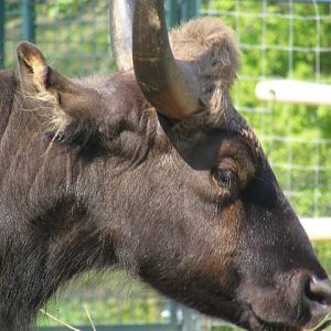 Indian Gaur
