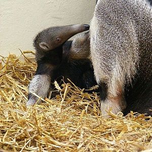 Giant Anteater