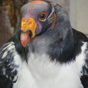 King vulture