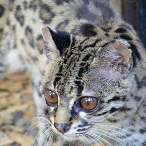 Margay