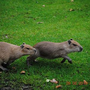 Capybaras