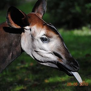 Okapi