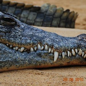 Nile crocodile in the new Hippodom