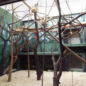 Rare Animal Conservation Center - Golden Lion Tamarin Exhibit