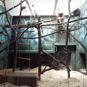 Rare Animal Conservation Center - Mongoose Lemur/Madagascar Giant Jumping R