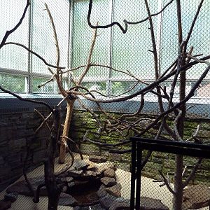 Rare Animal Conservation Center - Kea Exhibit