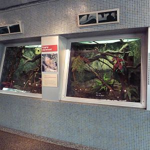 Rare Animal Conservation Center - Pygmy Marmoset Exhibit