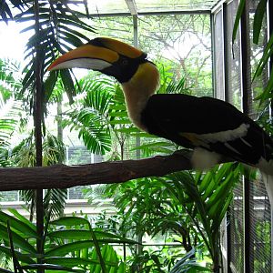 Great Pied Hornbill