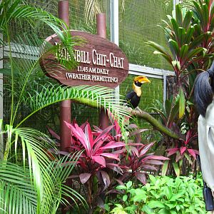 Hornbill Chit Chat