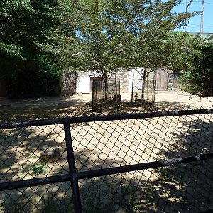 Red Kangaroo/Emu/Bennett's Wallaby Exhibit