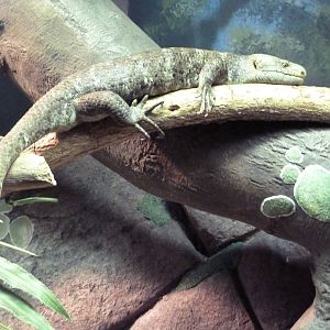 Reptile + Amphibian House - Prehensile-Tailed Skink