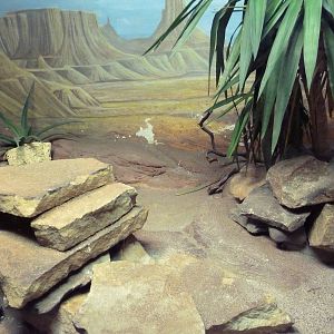 Reptile + Amphibian House - Western Diamondback Rattlesnake Exhibit