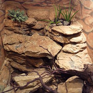 Reptile + Amphibian House - Grey-Banded Kingsnake Exhibit