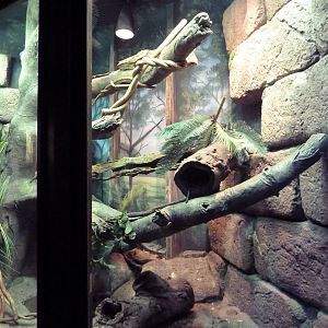 Reptile + Amphibian House - Black Tree Monitor Exhibit