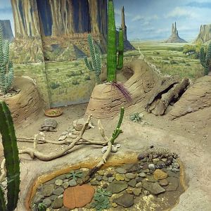 Reptile + Amphibian House - Mexican Beaded Lizard/Desert Tortoise Exhibit