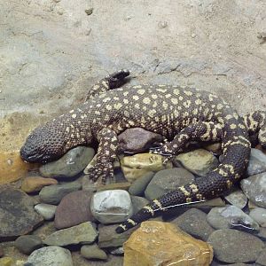 Reptile + Amphibian House - Mexican Beaded Lizard