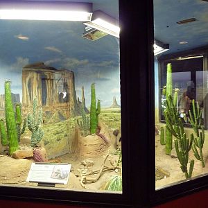Reptile + Amphibian House - Desert Tortoise/Gila Monster Exhibit