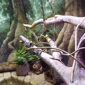 Reptile + Amphibian House - Reticulated Python Exhibit