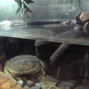 Reptile + Amphibian House - Alligator Snapping Turtle Exhibit