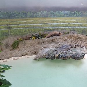 Reptile + Amphibian House - Nile Crocodile Exhibit