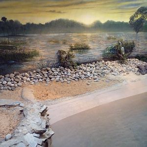 Reptile + Amphibian House - American Alligator Exhibit