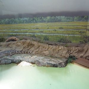 Reptile + Amphibian House - Nile Crocodile Exhibit