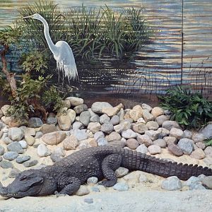 Reptile + Amphibian House - West African Dwarf Crocodile