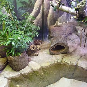 Reptile + Amphibian House - Reticulated Python Exhibit