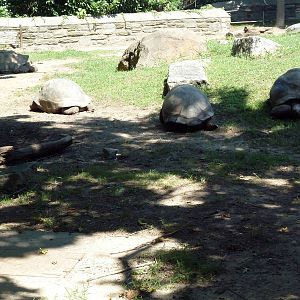 Tortoise Trail - Galapagos/Aldabra Tortoise Yard
