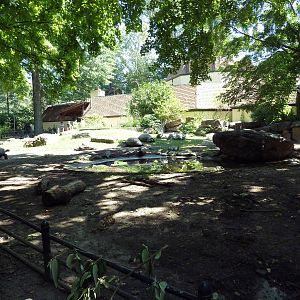Tortoise Trail - Galapagos/Aldabra Tortoise Yard