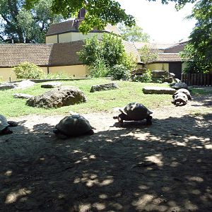 Tortoise Trail - Galapagos/Aldabra Tortoise Yard
