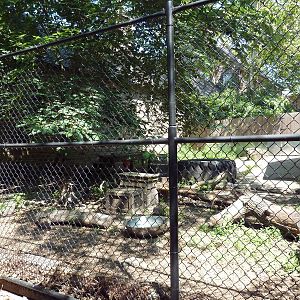 Southern Ground Hornbill Exhibit